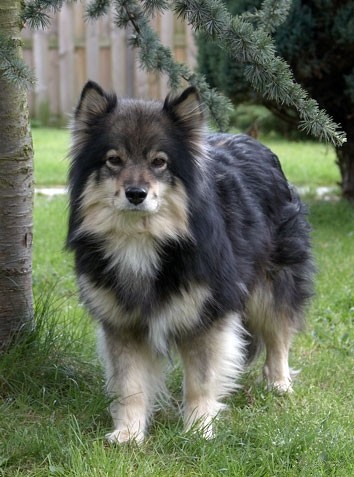 Finnish Lapphund — 3