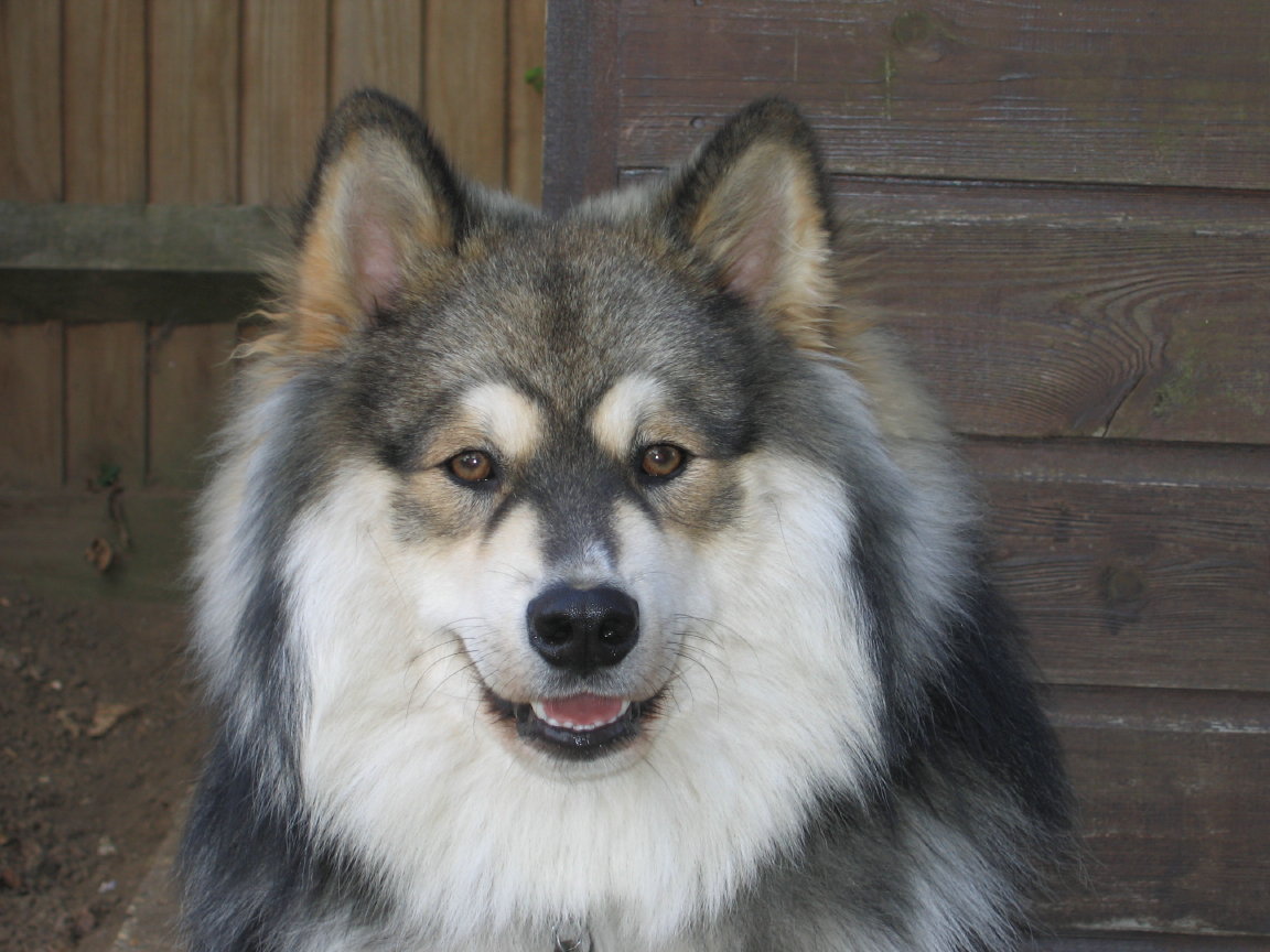 Finnish Lapphund — 5