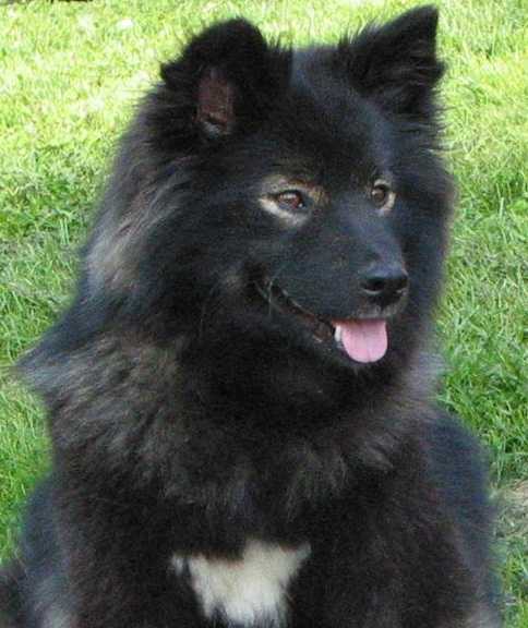 Finnish Lapphund — 6