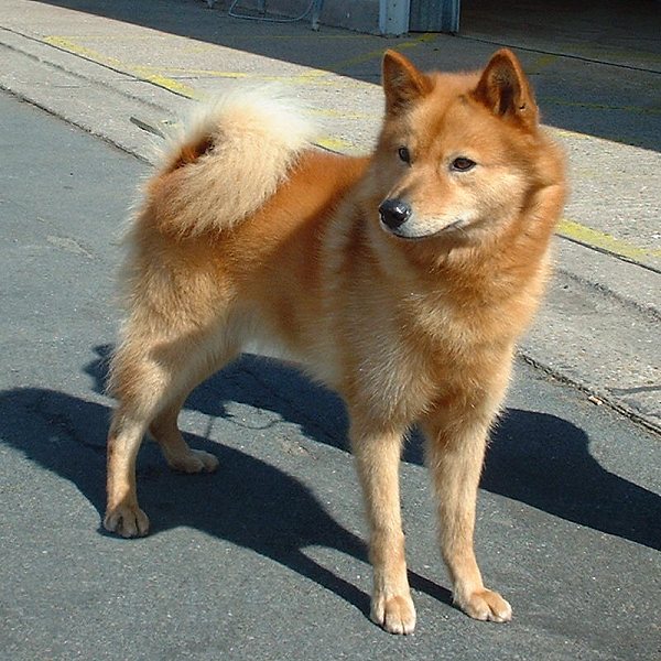 Finnish Spitz — 1