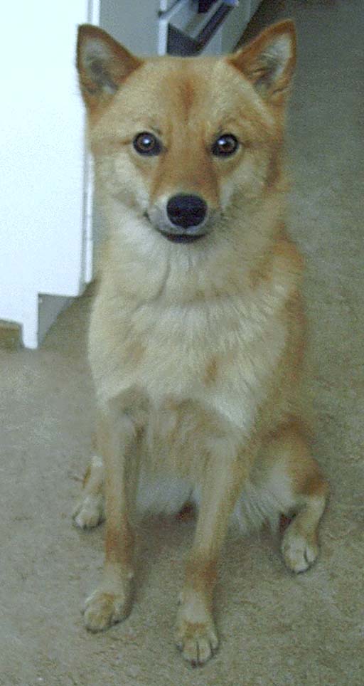 Finnish Spitz — 2