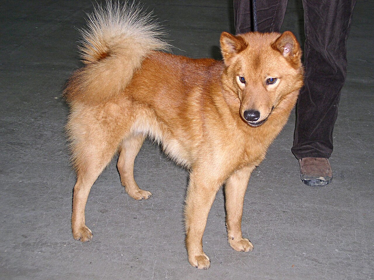 Finnish Spitz — 3