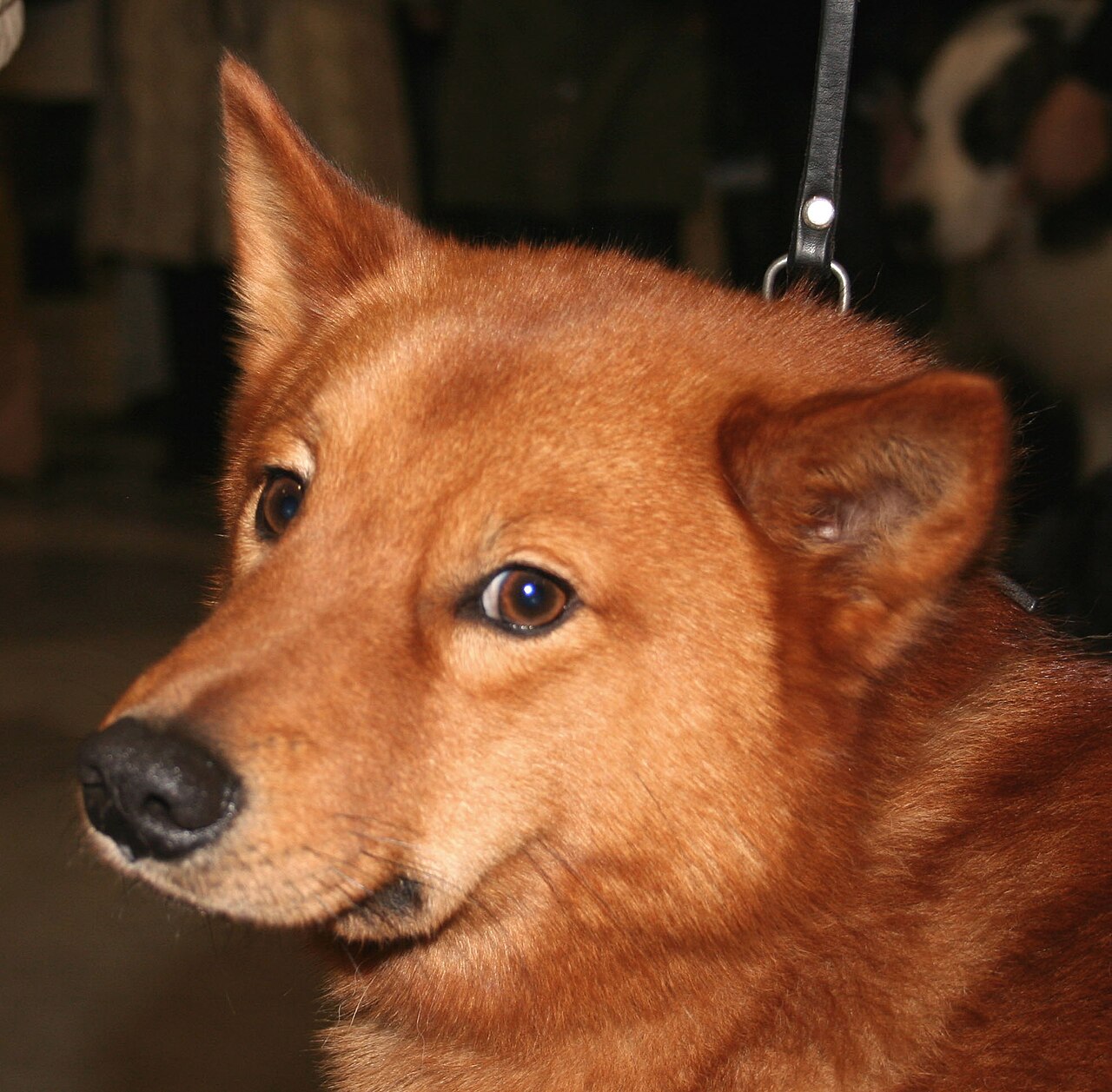 Finnish Spitz — 4