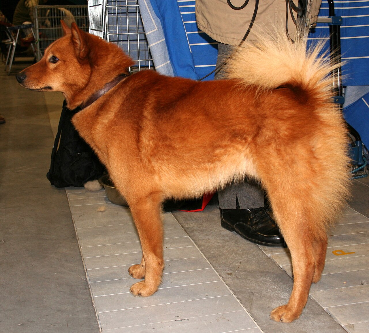 Finnish Spitz — 5