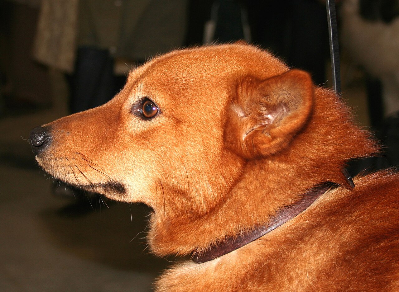 Finnish Spitz — 6