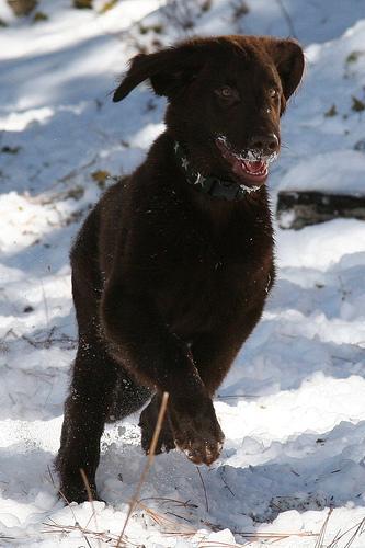 Flat-Coated Retriever — 1