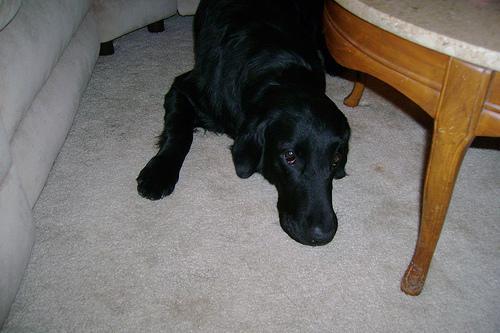 Flat-Coated Retriever — 2