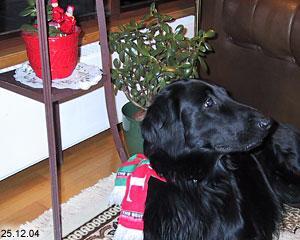 Flat-Coated Retriever — 3