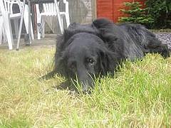Flat-Coated Retriever — 4