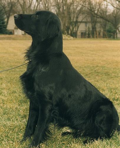 Flat-Coated Retriever — 5