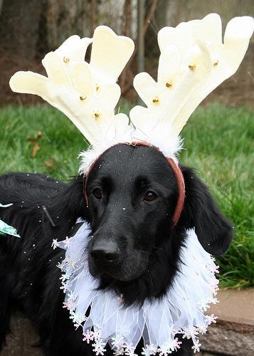 Flat-Coated Retriever — 6