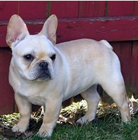 French Bulldog — 1