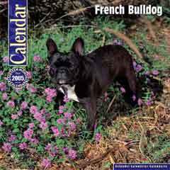 French Bulldog — 2