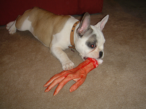 French Bulldog — 3