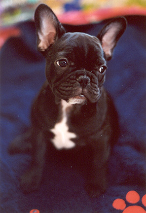 French Bulldog — 4