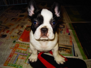 French Bulldog — 5
