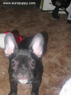 French Bulldog — 6