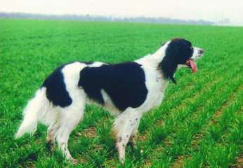 French Spaniel — 1