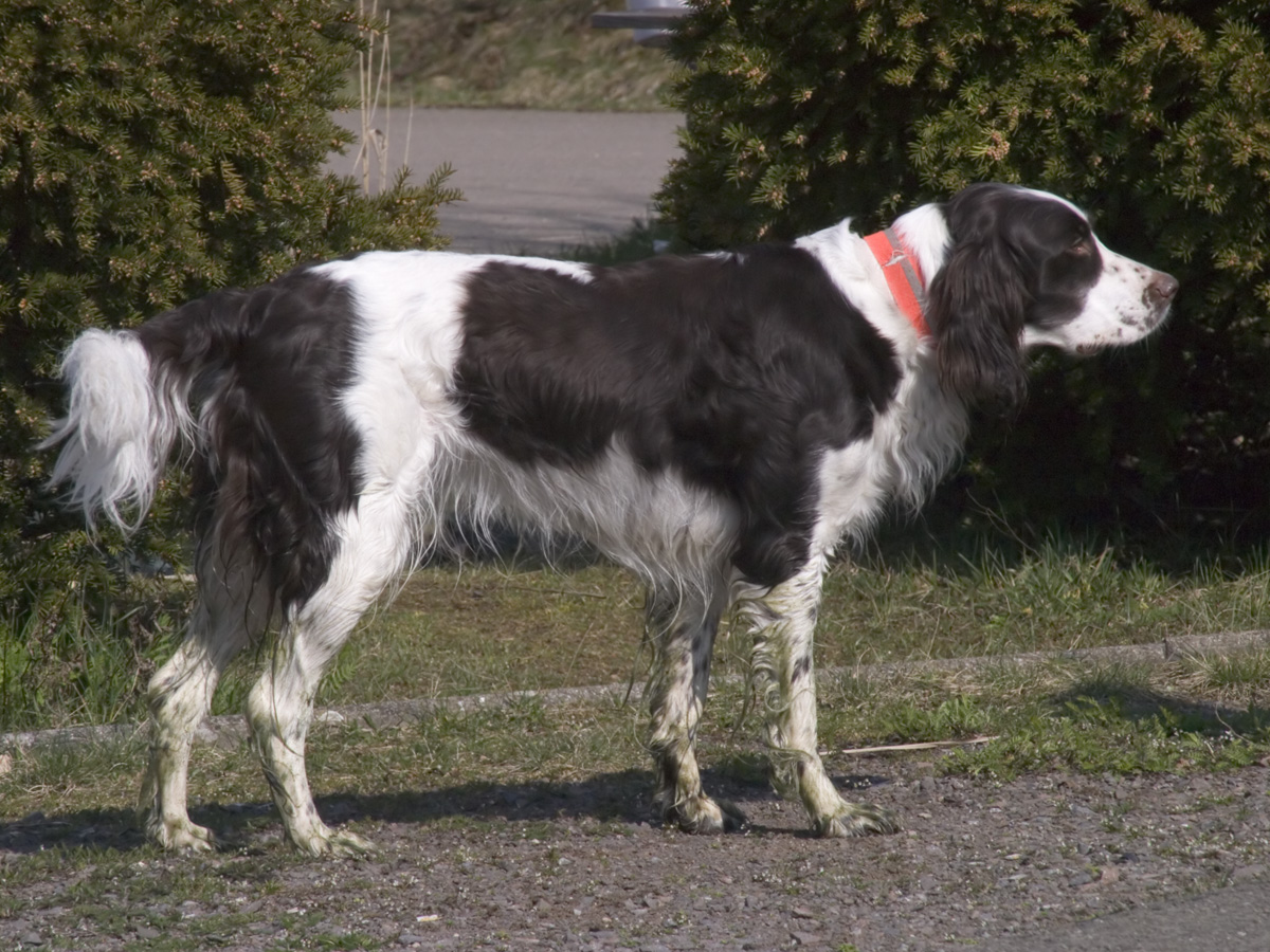 French Spaniel — 3