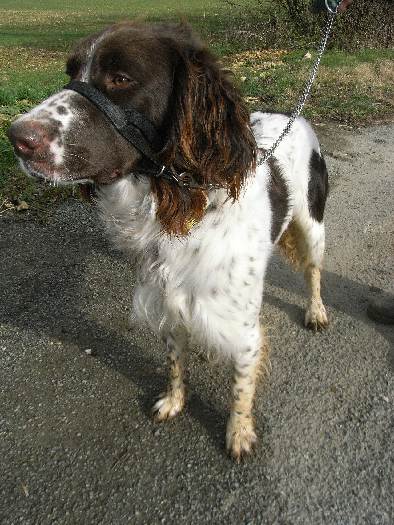 French Spaniel — 4