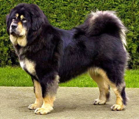 Gaddi Kutta