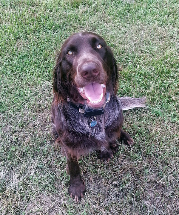 German Longhaired Pointer — 1