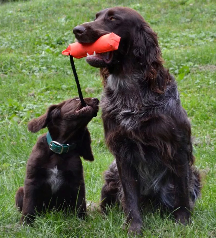 German Longhaired Pointer — 2