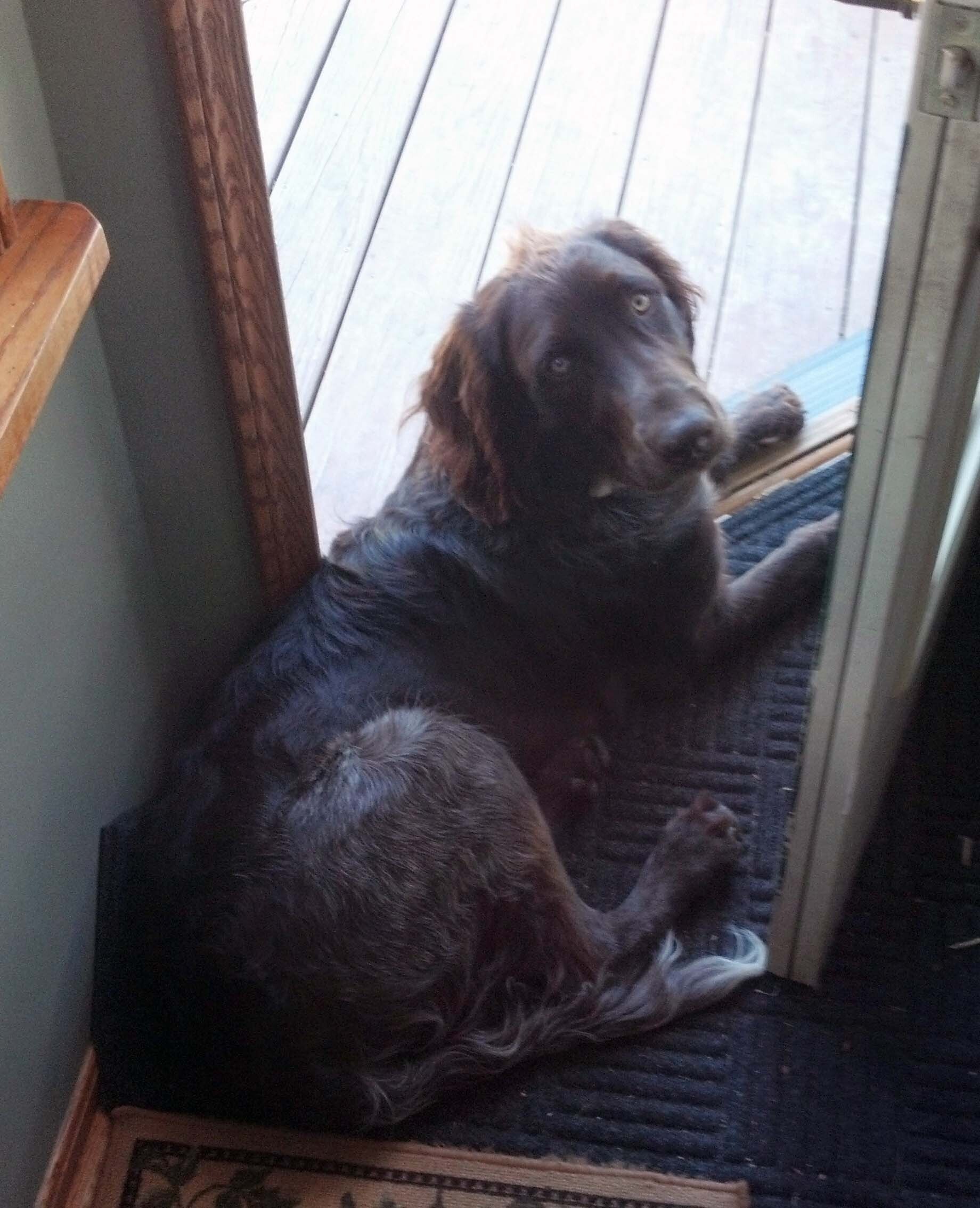 German Longhaired Pointer — 3