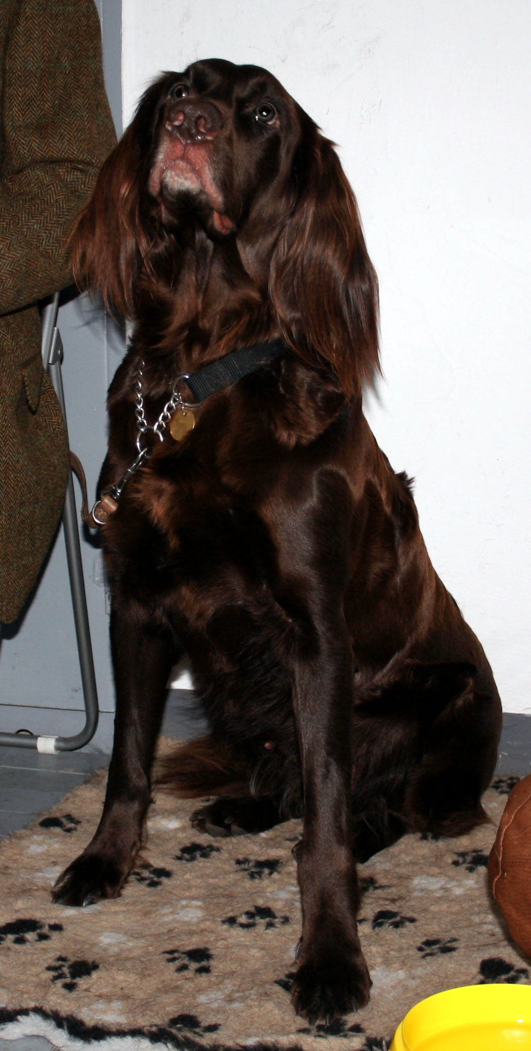 German Longhaired Pointer — 5