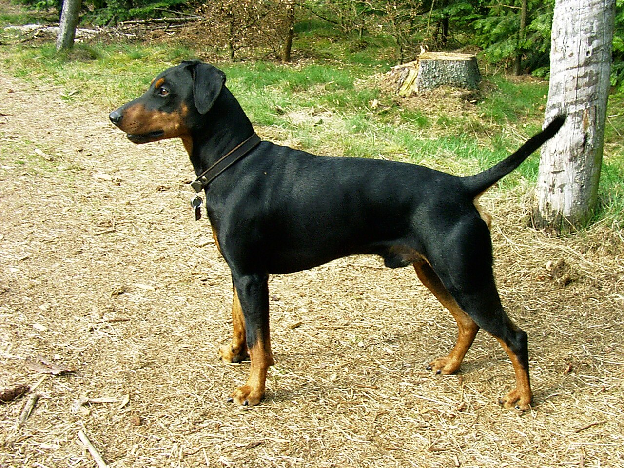 German Pinscher — 1