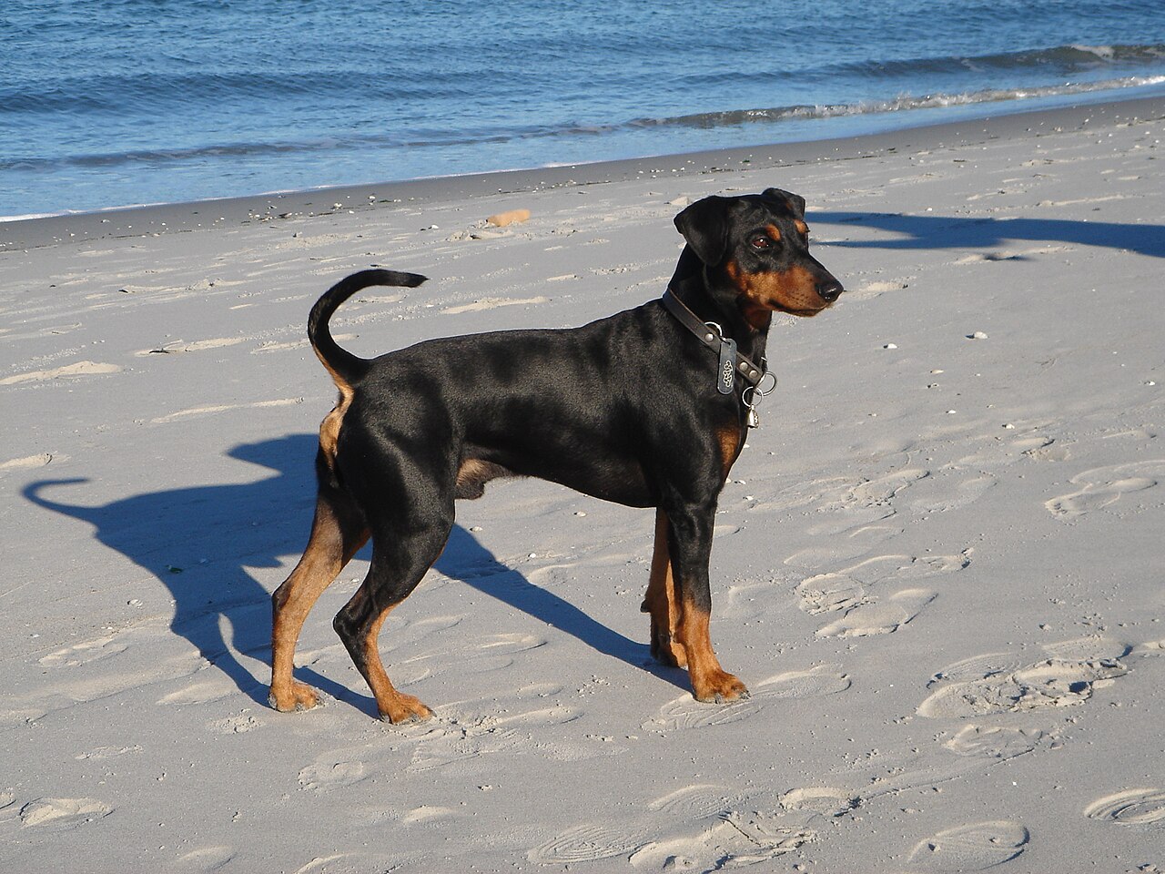 German Pinscher — 2