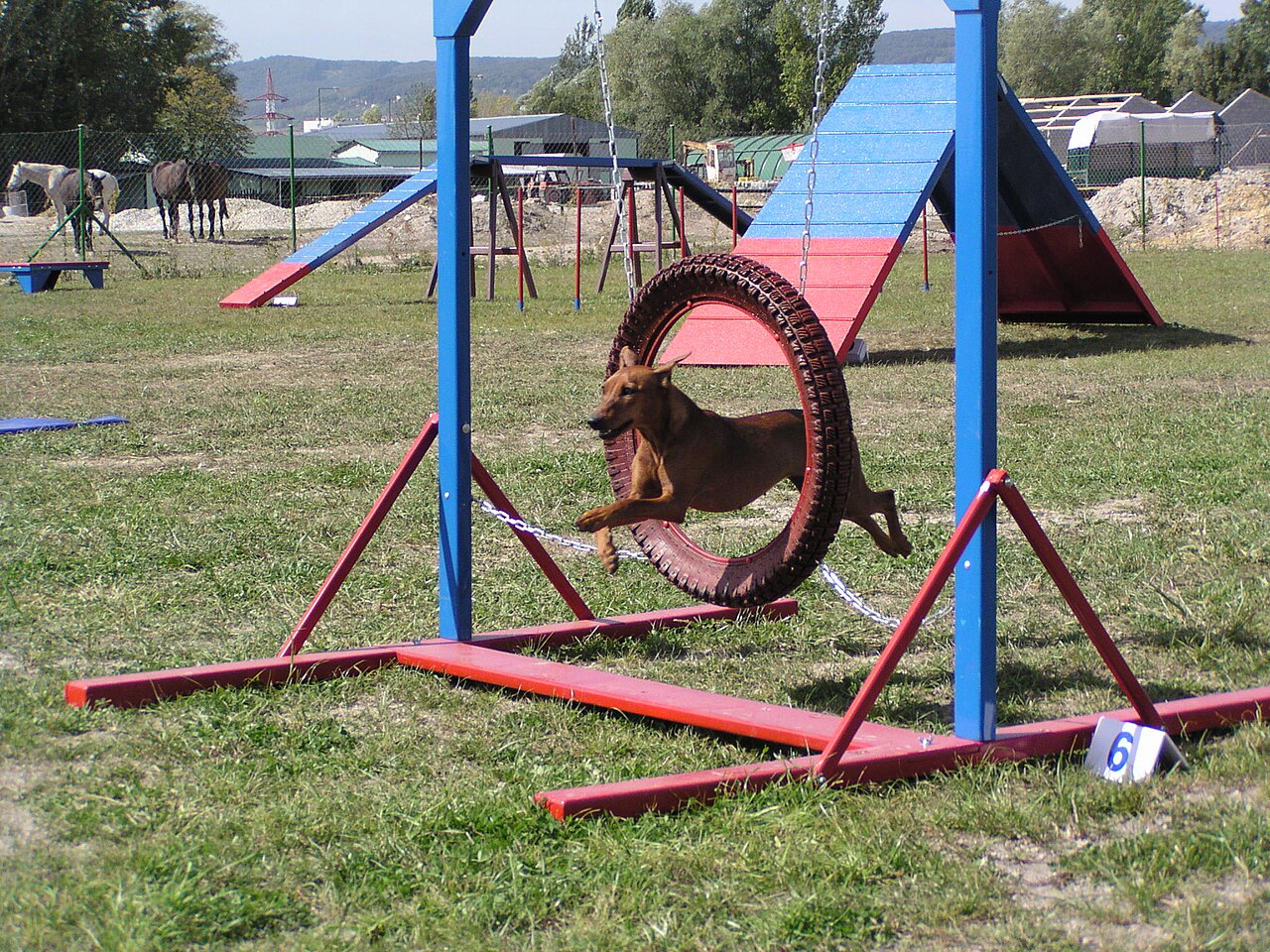 German Pinscher — 3