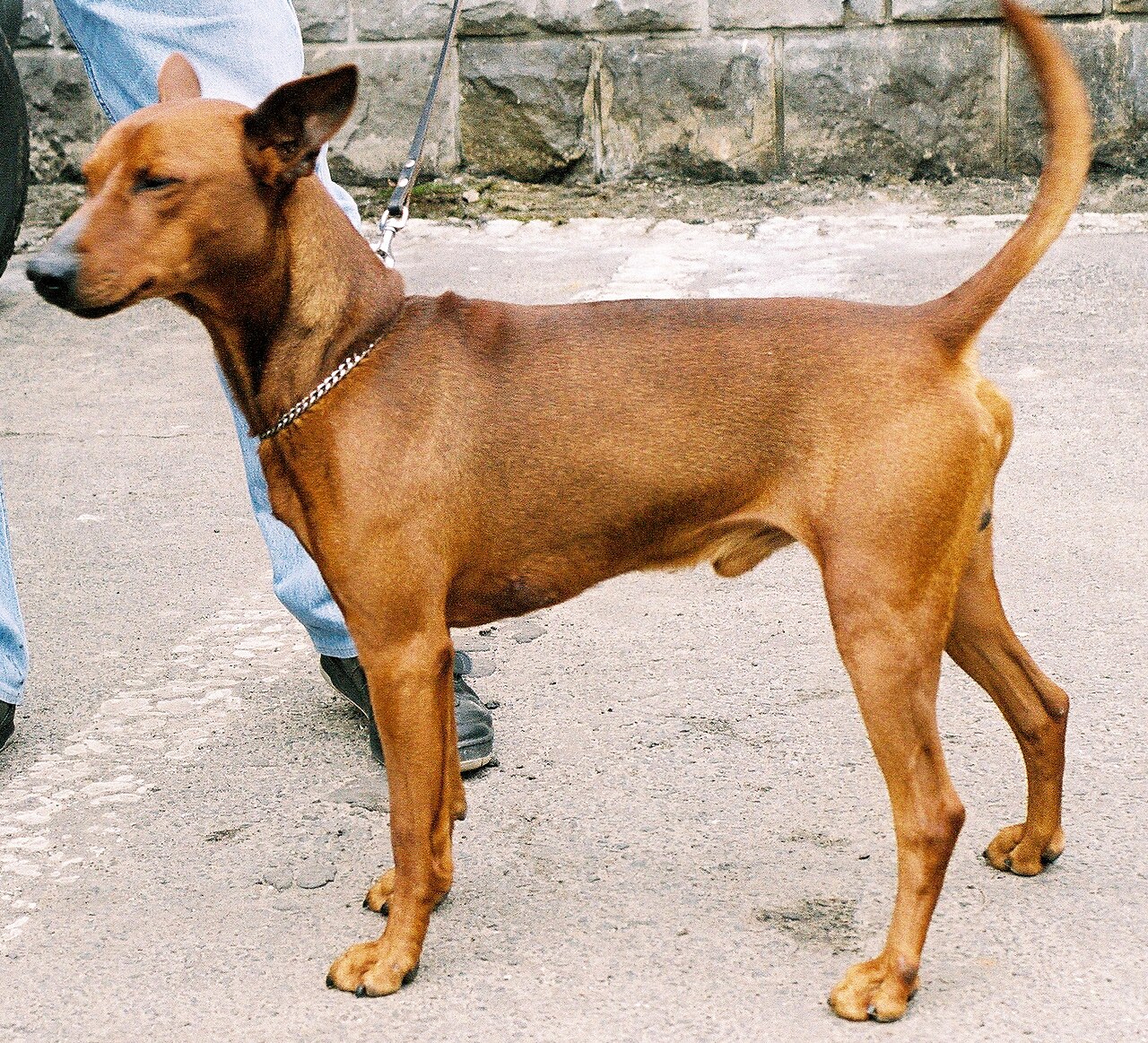 German Pinscher — 4