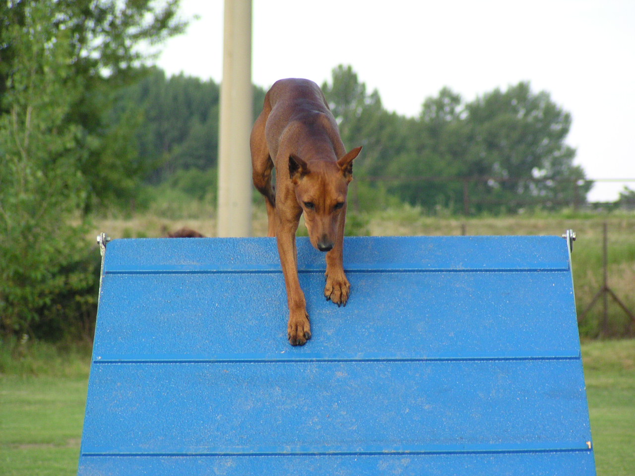 German Pinscher — 5