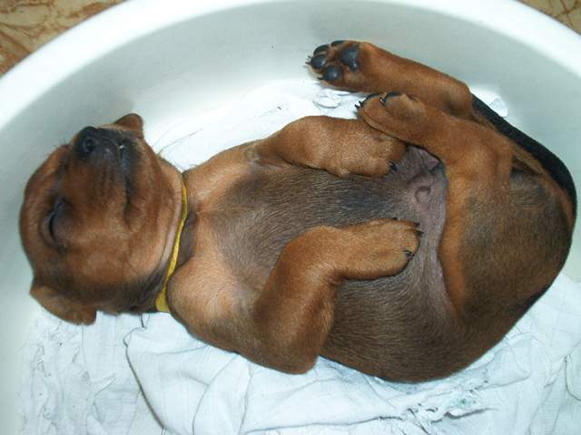 German Pinscher — 6