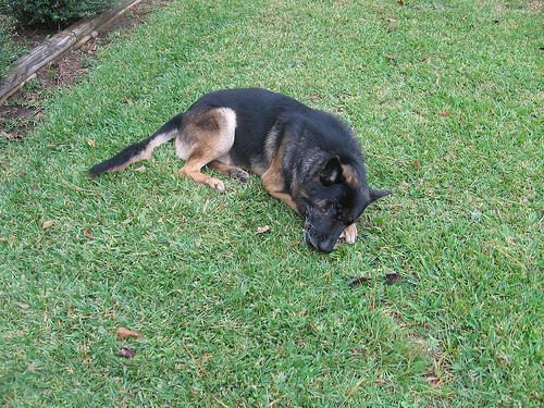 German Shepherd Dog — 1