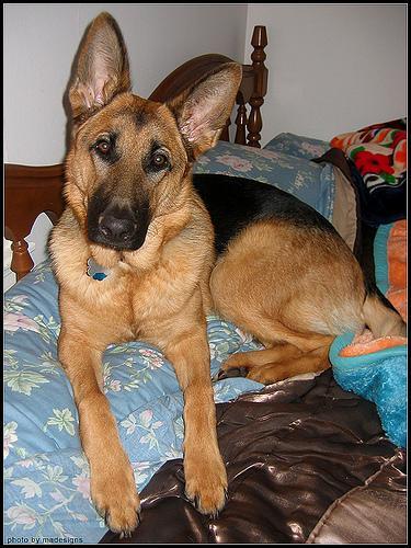 German Shepherd Dog — 2