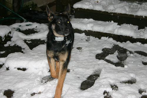 German Shepherd Dog — 3