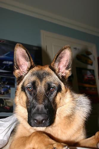 German Shepherd Dog — 4