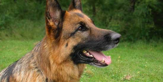 German Shepherd Dog — 5