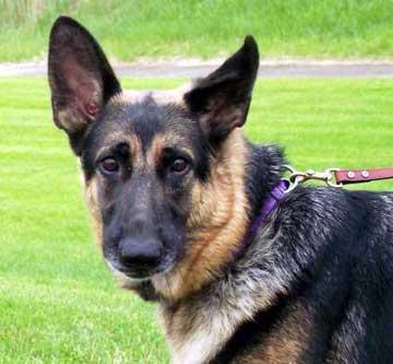 German Shepherd Dog — 6