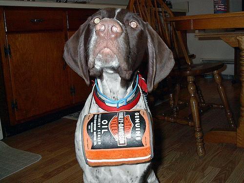 German Shorthaired Pointer — 1