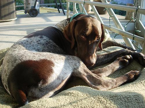 German Shorthaired Pointer — 2