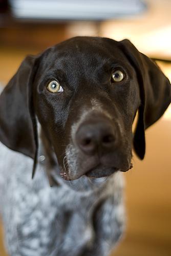 German Shorthaired Pointer — 3