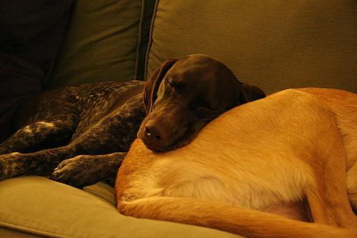 German Shorthaired Pointer — 4