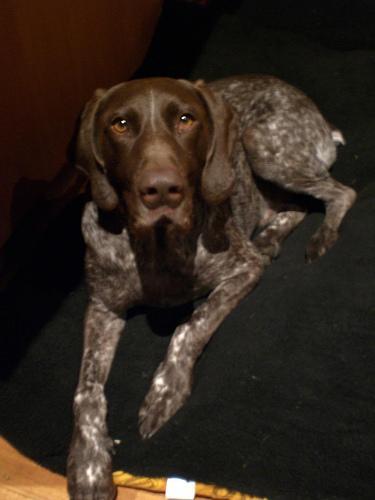 German Shorthaired Pointer — 5