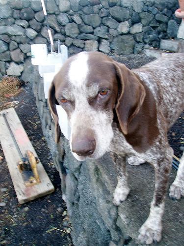 German Shorthaired Pointer — 6