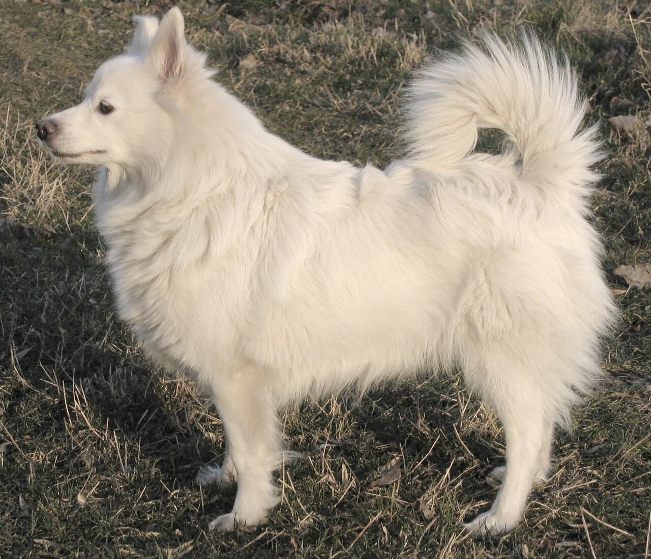 German Spitz — 1