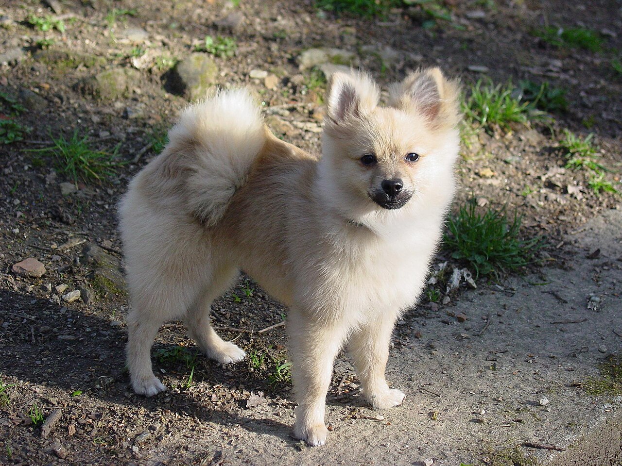 German Spitz — 2