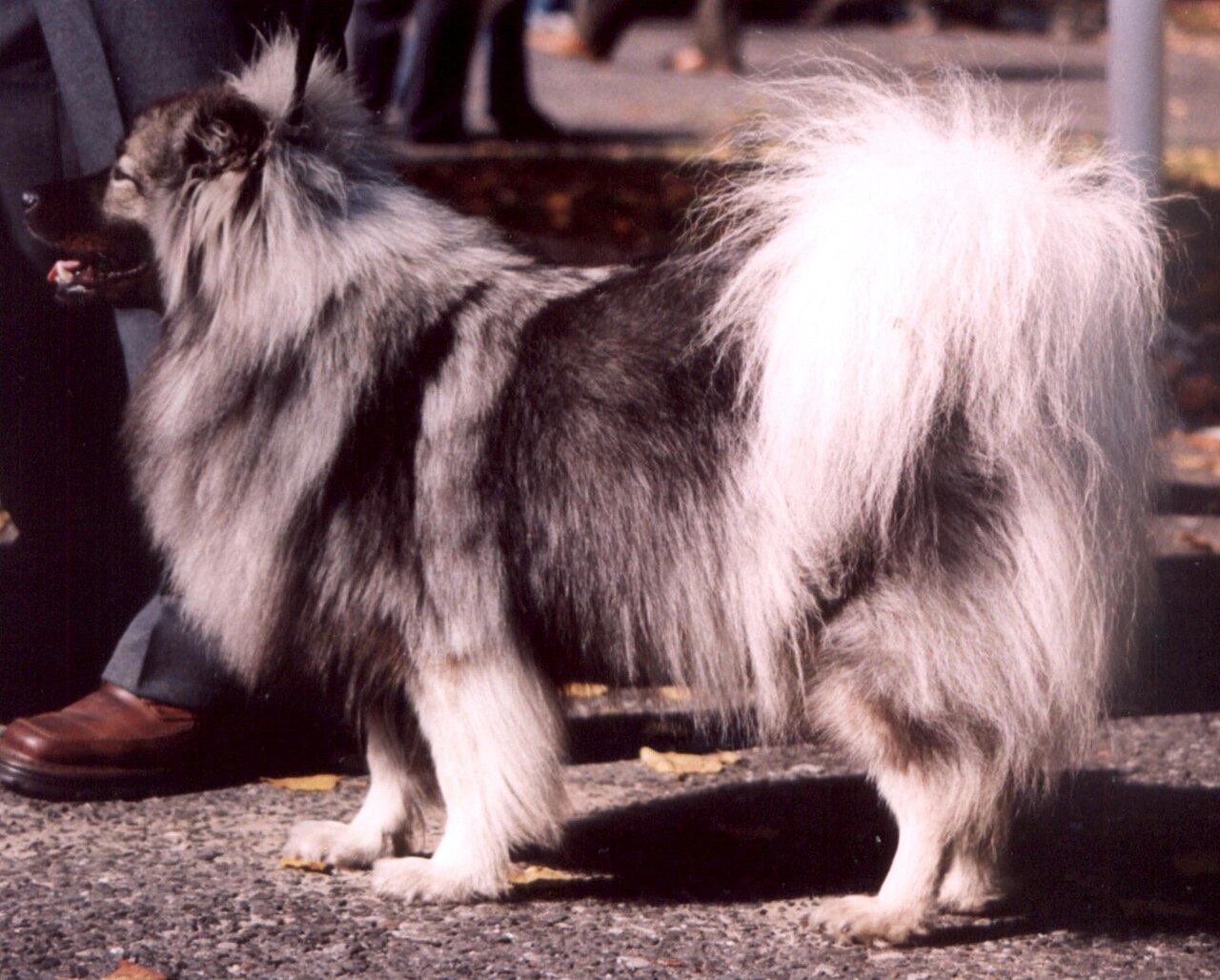 German Spitz — 3